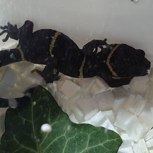 Goniurosaurus lichtenfelderi