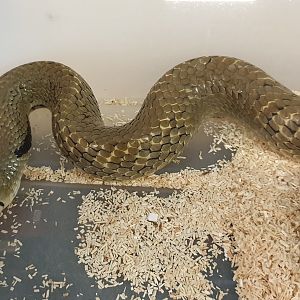 Drymarchon corais melanurus