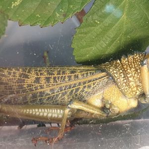 Tropidacris cristata