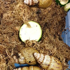 Achatina schweinfurthii simulans