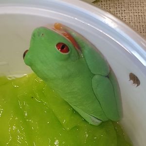 Agalychnis callidryas