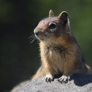 Callospermophilus saturatus