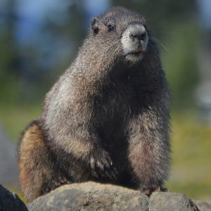 Marmota caligata