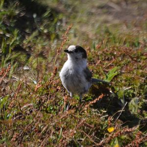 Perisoreus canadensis