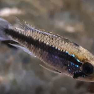 Apistogramma agassizii "Tefe II"