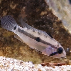 Apistogramma allpahuayo