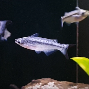 Entomocorus radiosus