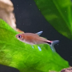 Fish ID - South American freshwater-species