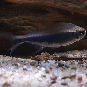 Hyphessobrycon peruvianus