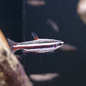 Nannostomus marginatus