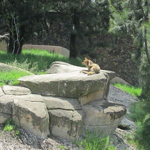 coyote enclosure