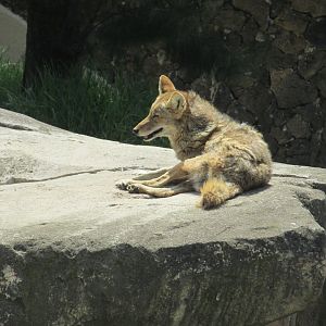 mexican coyote