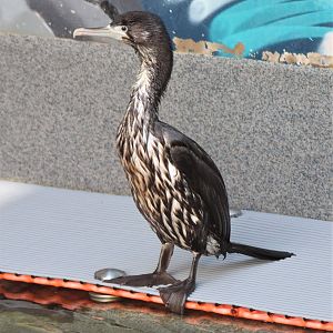 Pied Shag (Phalacrocorax varius) juvenile