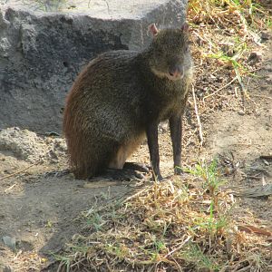 central american agouti