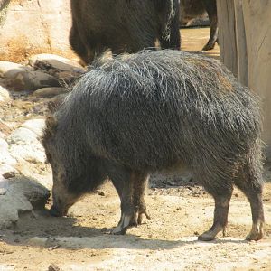 white lipped peccary