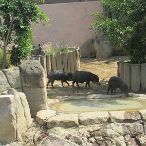 white lipped peccaries