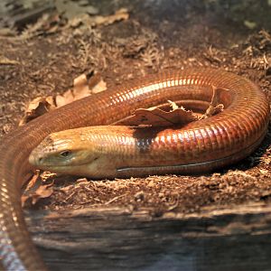 Scheltopusik (Pseudopus apodus)