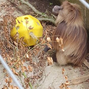 Gelada with enrichment