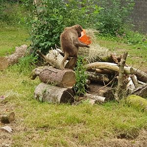 Gelada with enrichment