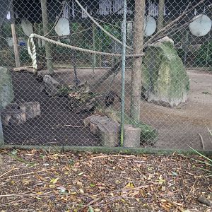 Tufted Capuchin Exhibit