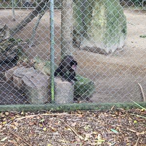 Tufted capuchin (Cebus apella)