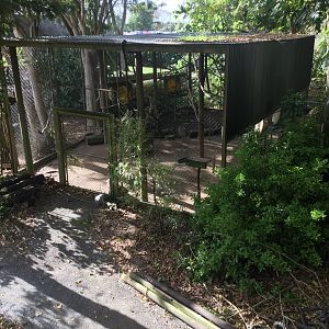 Tufted Capuchin Exhibit