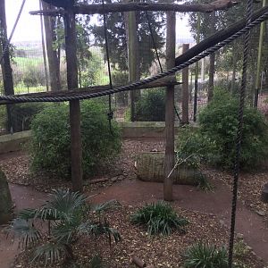 Black-handed Spider Monkey Exhibit (Rainforest)