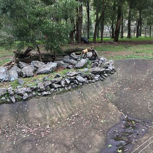 Black-handed Spider Monkey Exhibit (Central)