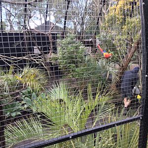 South American Aviary