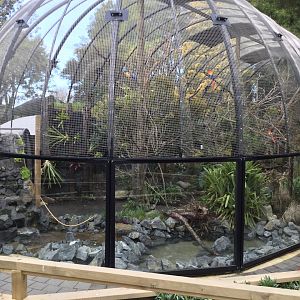 South American Aviary