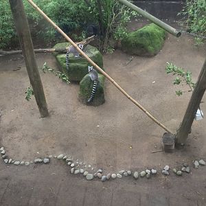 Ring-tailed Lemur Exhibit (Rainforest)