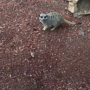 Slender-tailed meerkat (Suricata suricatta)