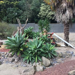 Slender-tailed Meerkat Exhibit