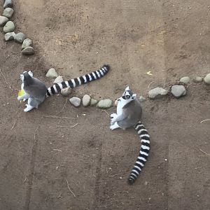 Ring-tailed lemur (Lemur catta)