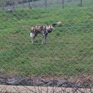 African wild dog (Lycaon pictus)