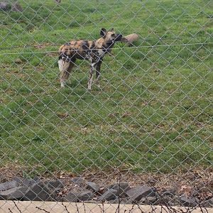 African wild dog (Lycaon pictus)
