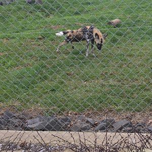 African wild dog (Lycaon pictus)