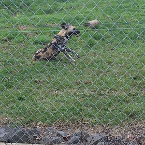 African wild dog (Lycaon pictus)