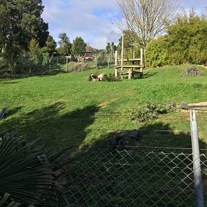 African Wild Dog Exhibit