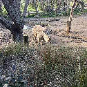 Southern white rhinoceros (Ceratotherium simum simum)