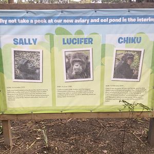 Common Chimpanzee Profiles (2020)