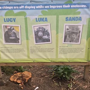 Common Chimpanzee Profiles (2020)