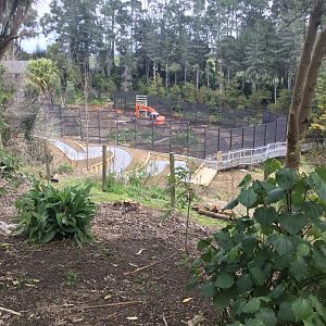 Common Chimpanzee Exhibit (Under Construction)
