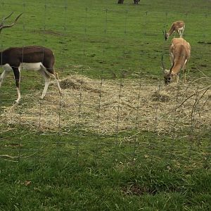 Indian antelope (Antilope cervicapra)