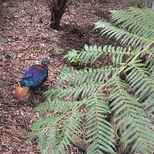 Himalayan monal (Lophophorus impejanus)