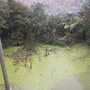 New Zealand Free Flight Sanctuary