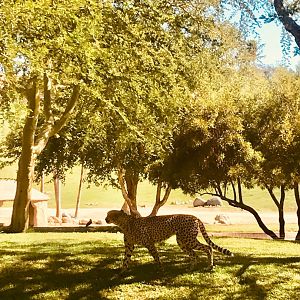 San Diego zoo safari park-African outpost cheetah exhibit