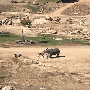 San Diego zoo Safari Park-Indian rhino & Nilgai
