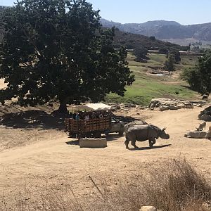 San Diego zoo Safari Park-Indian rhinos