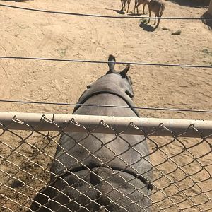 San Diego zoo Safari Park-Indian rhino up close